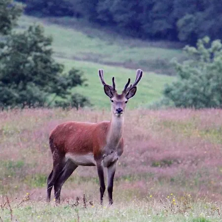 Hawkrigg Farm בית נופש *