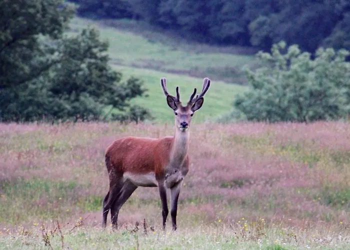 Hawkrigg Farm Vakantiehuis *